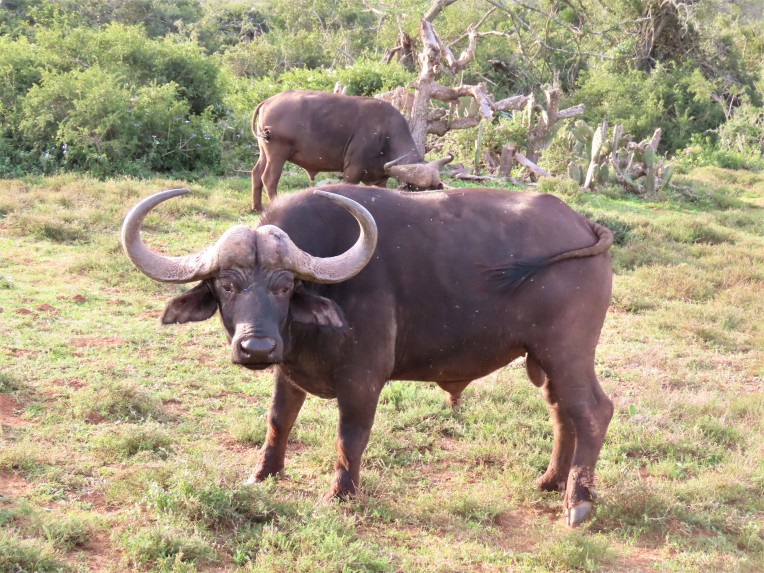 cape buffalo2