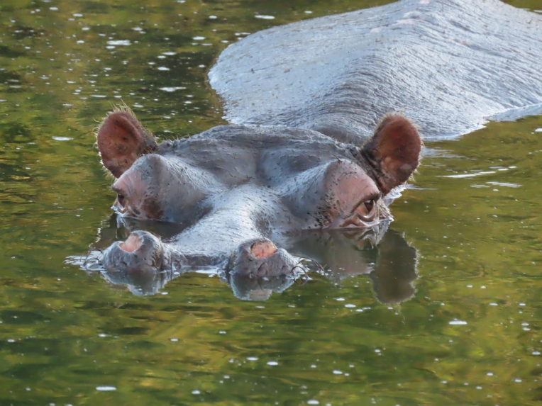 hippo face